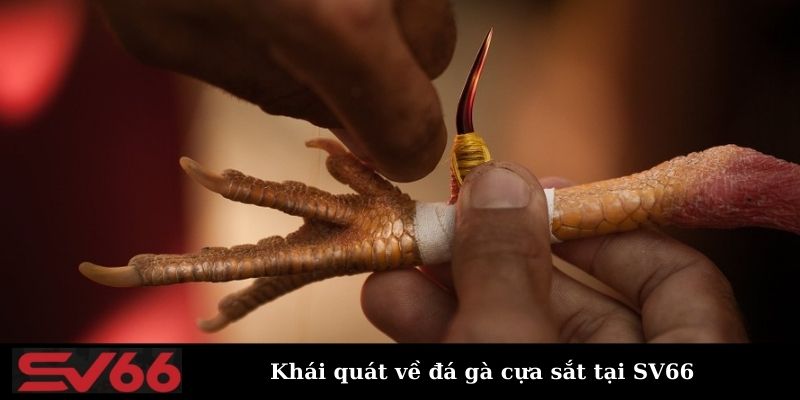 Khái quát thông tin về đá gà cựa sắt tại SV66